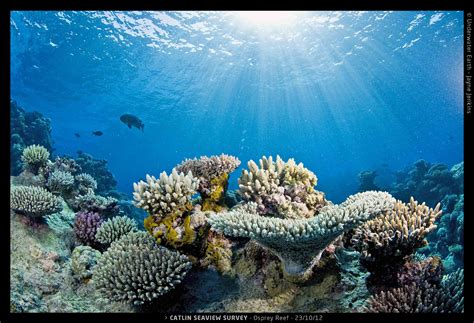 coral_reef1|Coral reef ecosystems